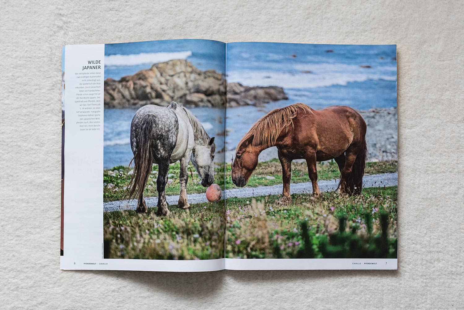 Ein braunes und ein graues Pferd stehen nebeneinander und schnuppern an einem Ball.