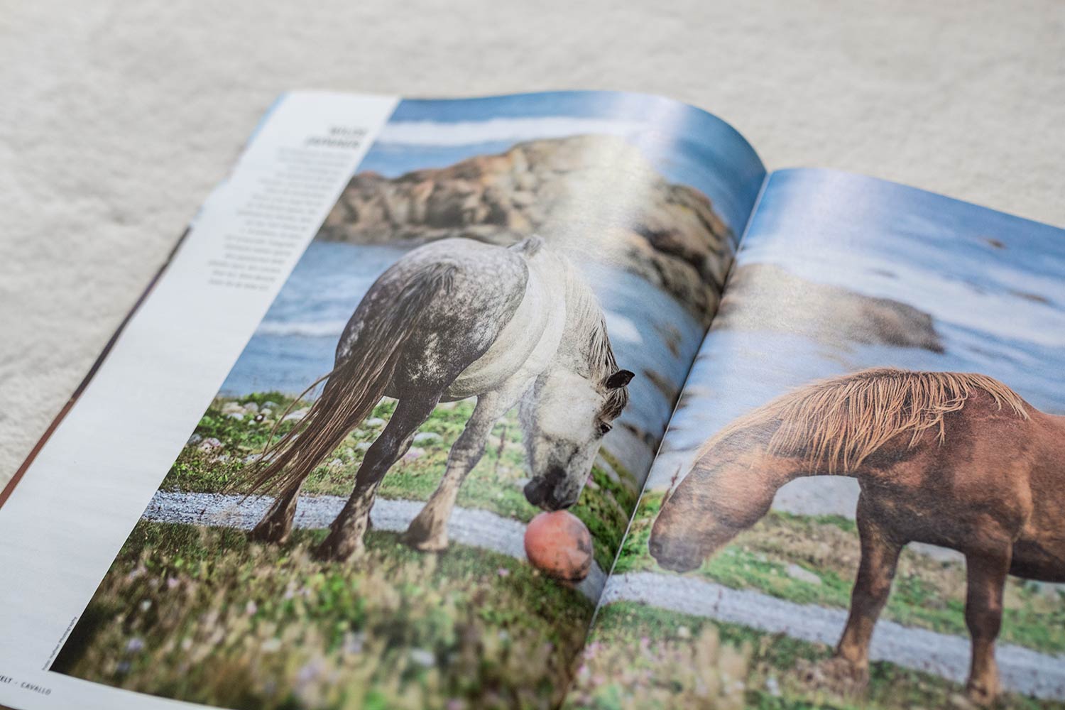 Nahaufnahme von zwei Pferden auf einer Wiese, die sich für einen Ball interessieren.