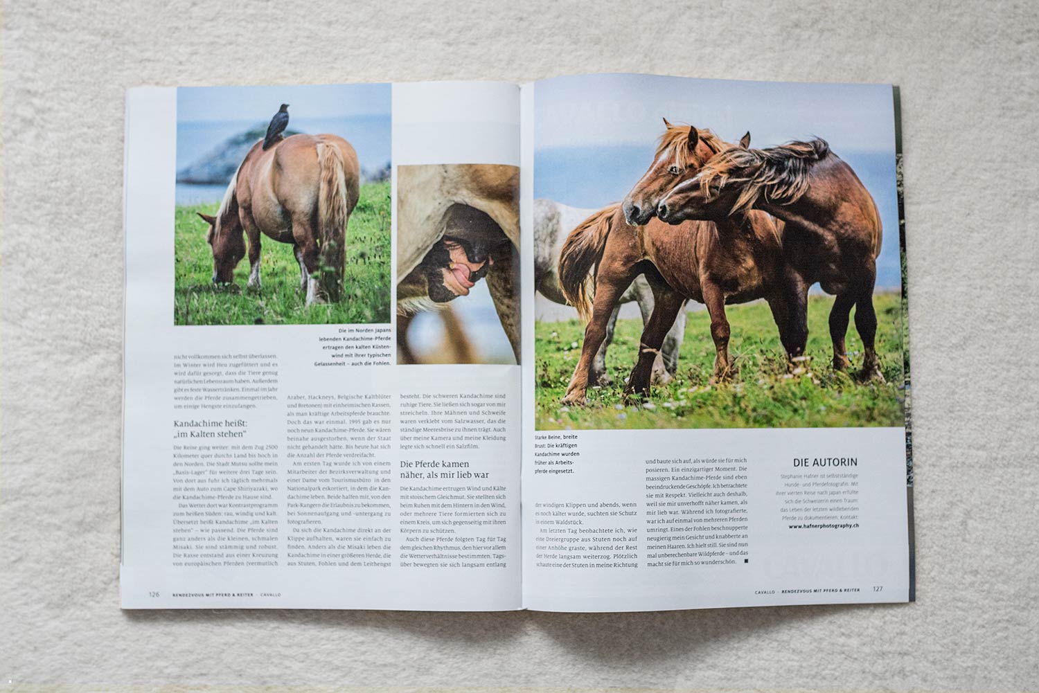 Pferde kämpfen spielerisch auf einer Wiese.