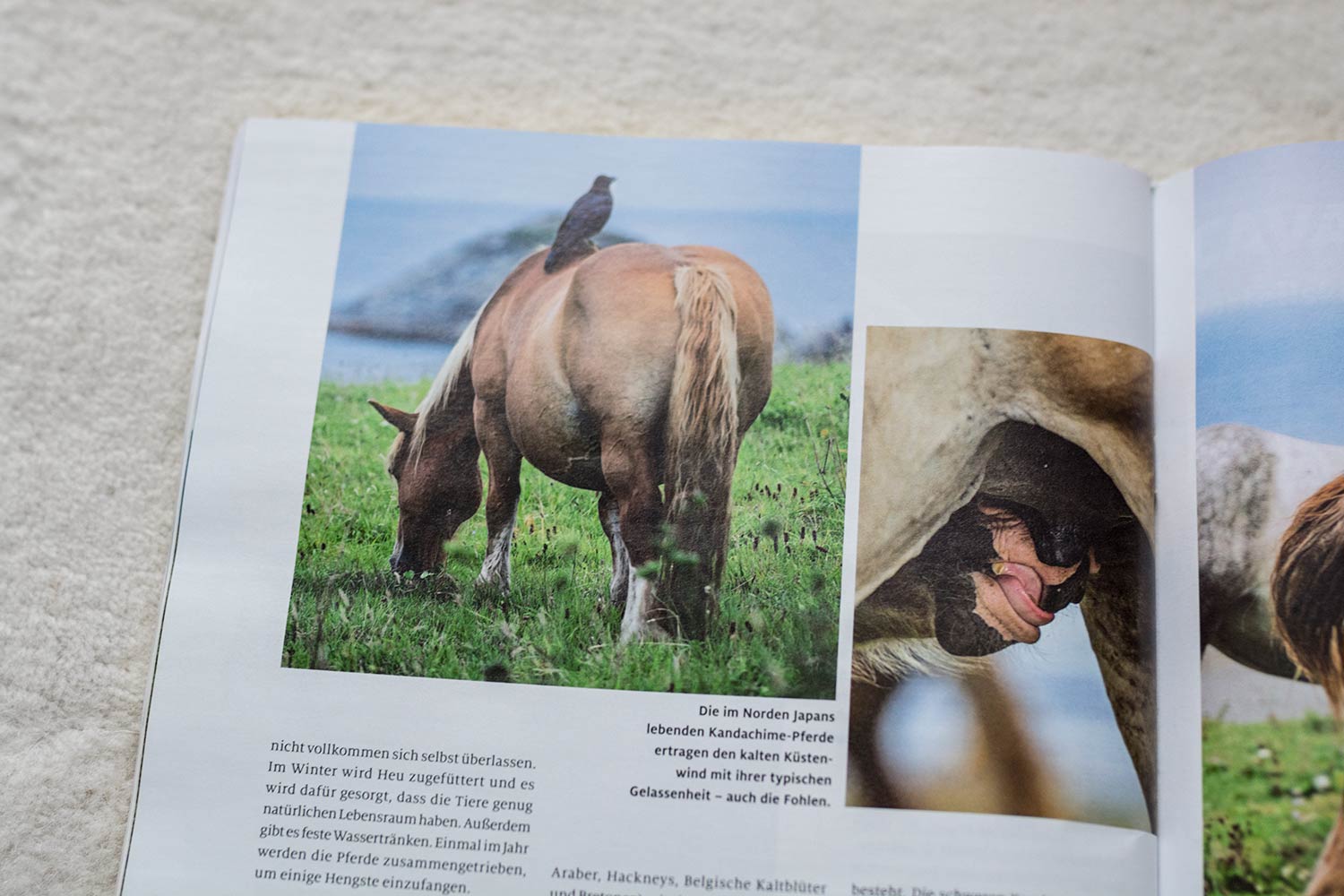 Vogel sitzt auf dem Rücken eines grasenden Pferdes.
