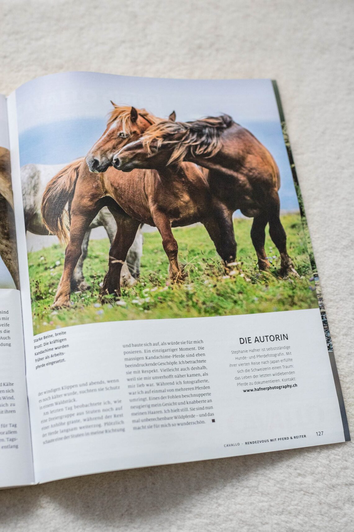 Schwarzes und braunes Pferd stehen im Gras.