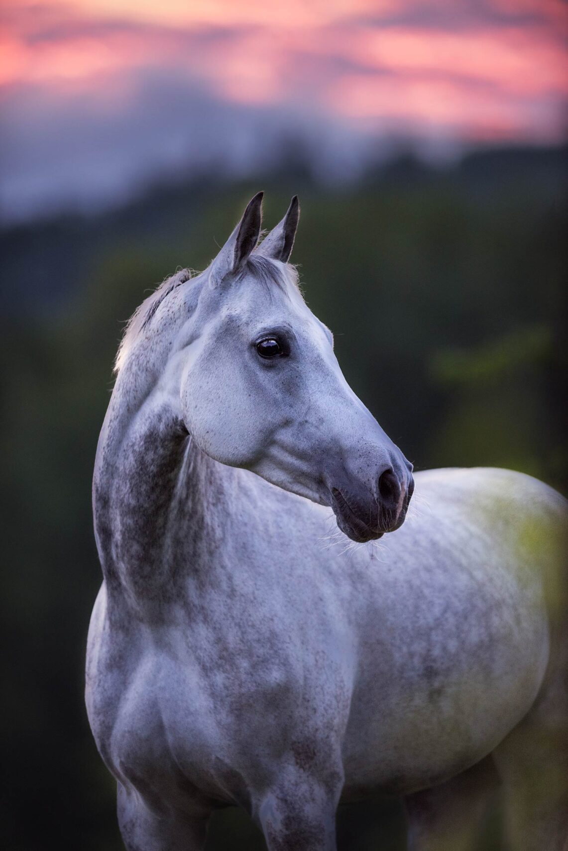 Graues Pferd vor einem farbenfrohen Sonnenuntergang.
