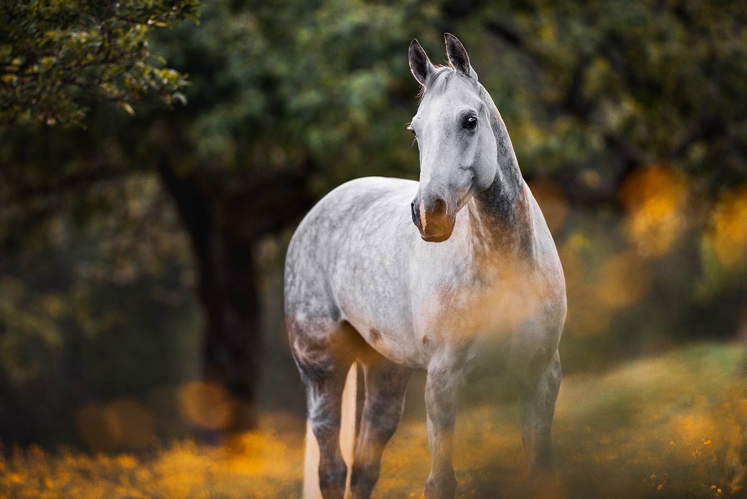 Graues Pferd blickt durch gelbes Blumenfeld.