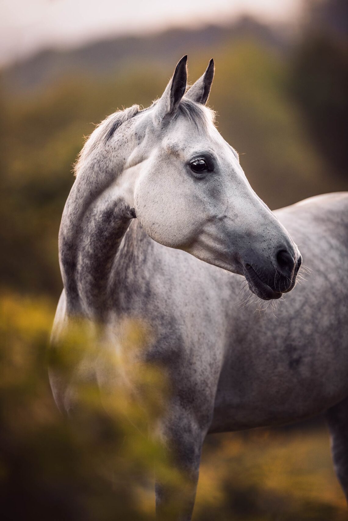 Graues Pferd in einer herbstlichen Landschaft.