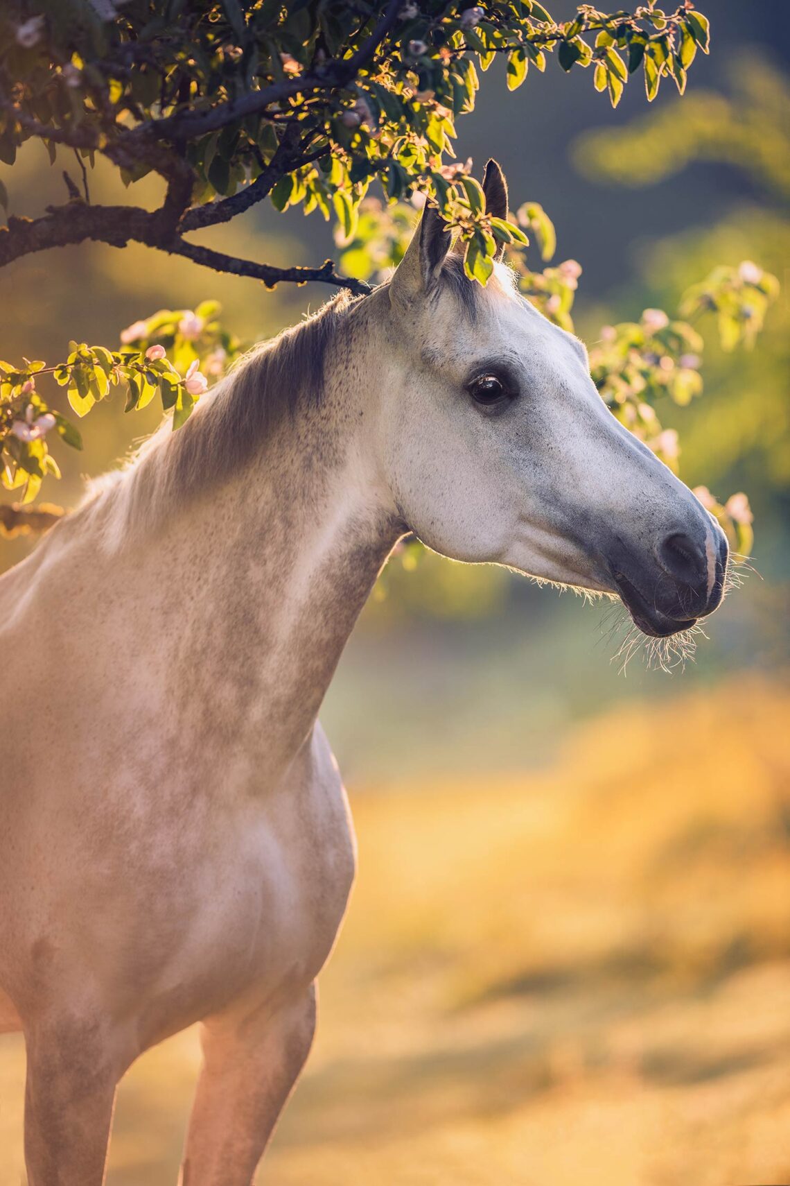 Ein weißes Pferd unter einem blühenden Baum, beleuchtet von warmem Sonnenlicht.