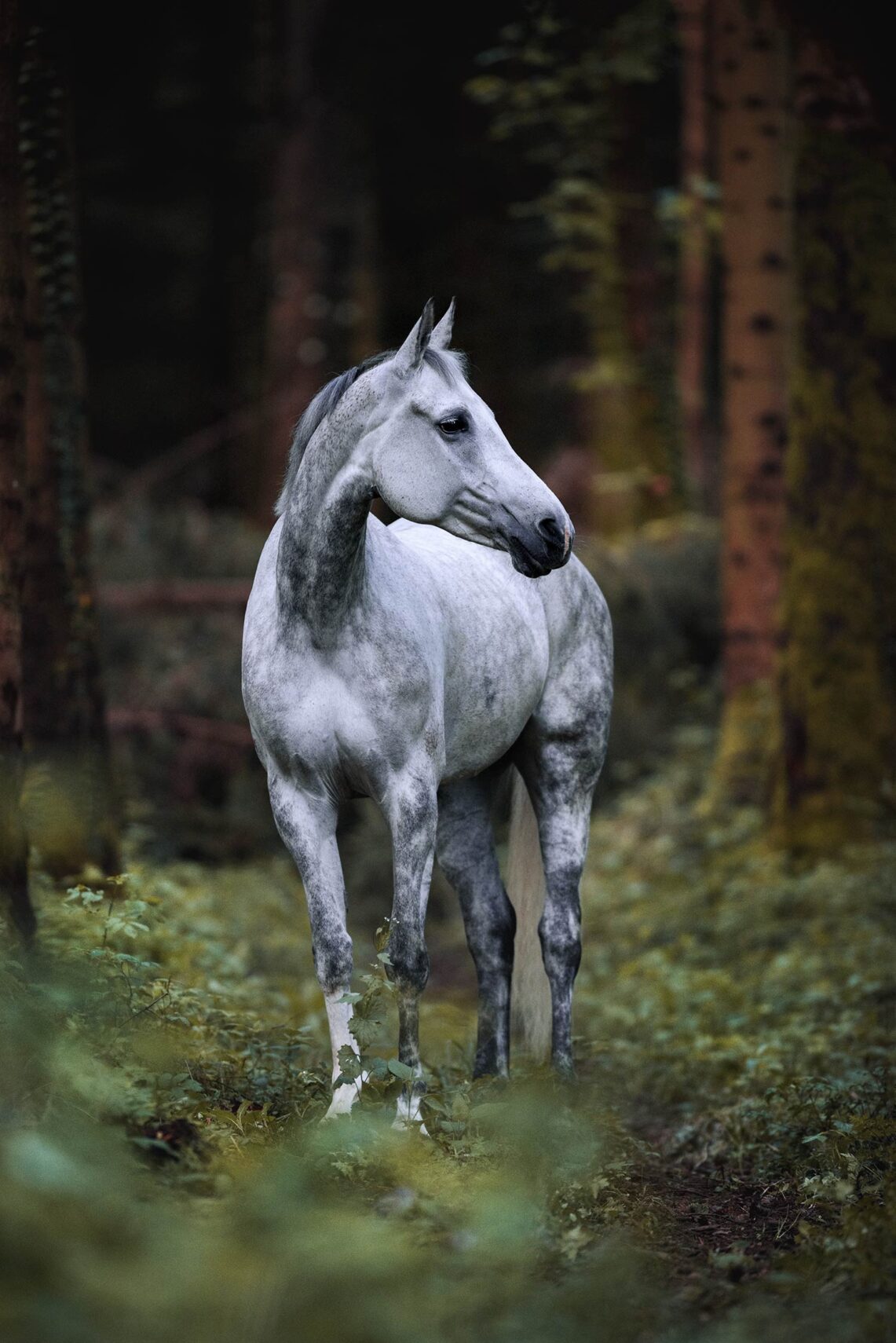 Ein weißes Pferd steht aufmerksam im Wald und schaut nach links.