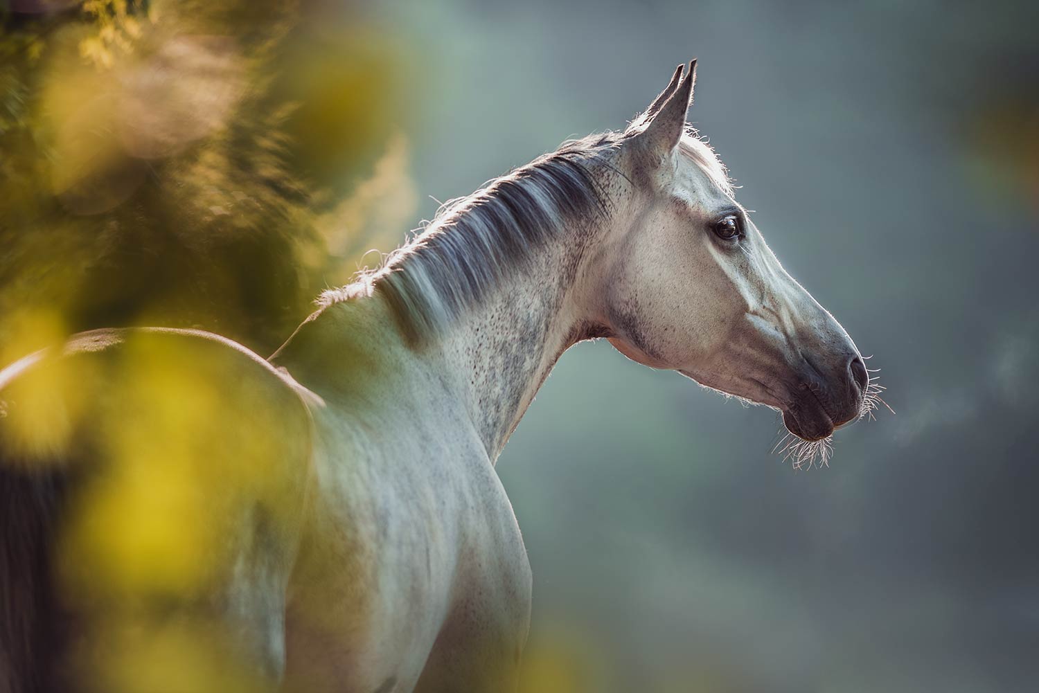 Ein weißes Pferd im Profil, beleuchtet von der Sonne, umgeben von unscharfen gelben Blättern.