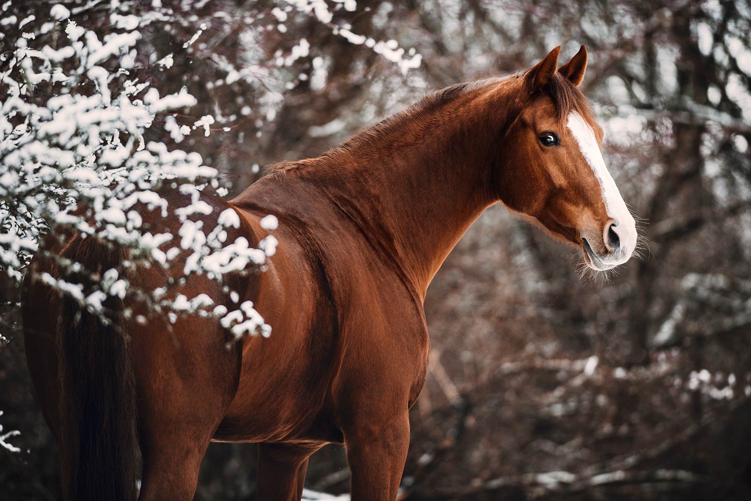Ein fuchsfarbenes Pferd mit einem Halfter steht neben einem Strauch mit schneebedeckten Zweigen und blickt zur Seite.