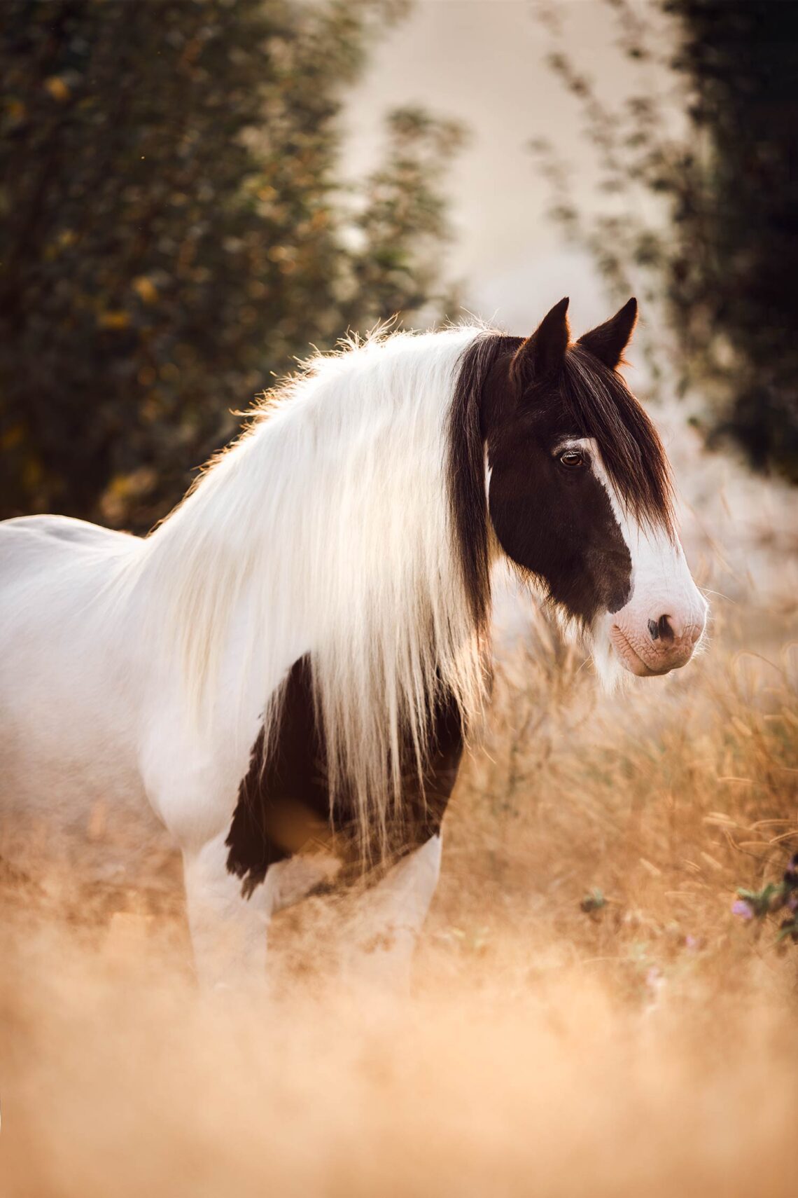 Ein geschecktes Pferd mit langer, weißer Mähne steht auf einer Wiese mit Bäumen im Hintergrund.