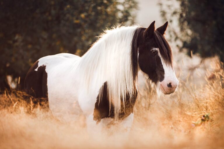 Ein geschecktes Pferd mit langer, weißer Mähne steht in einem grasbewachsenen Gebiet, umgeben von Bäumen.