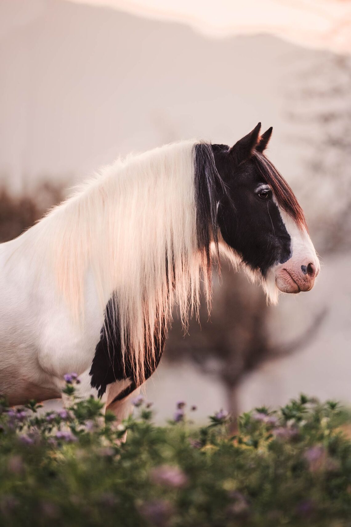 Ein schwarz-weißes Pferd mit langem, weißem Fell steht auf einer Wiese mit lila Blumen im Vordergrund und einem nebligen Hintergrund.