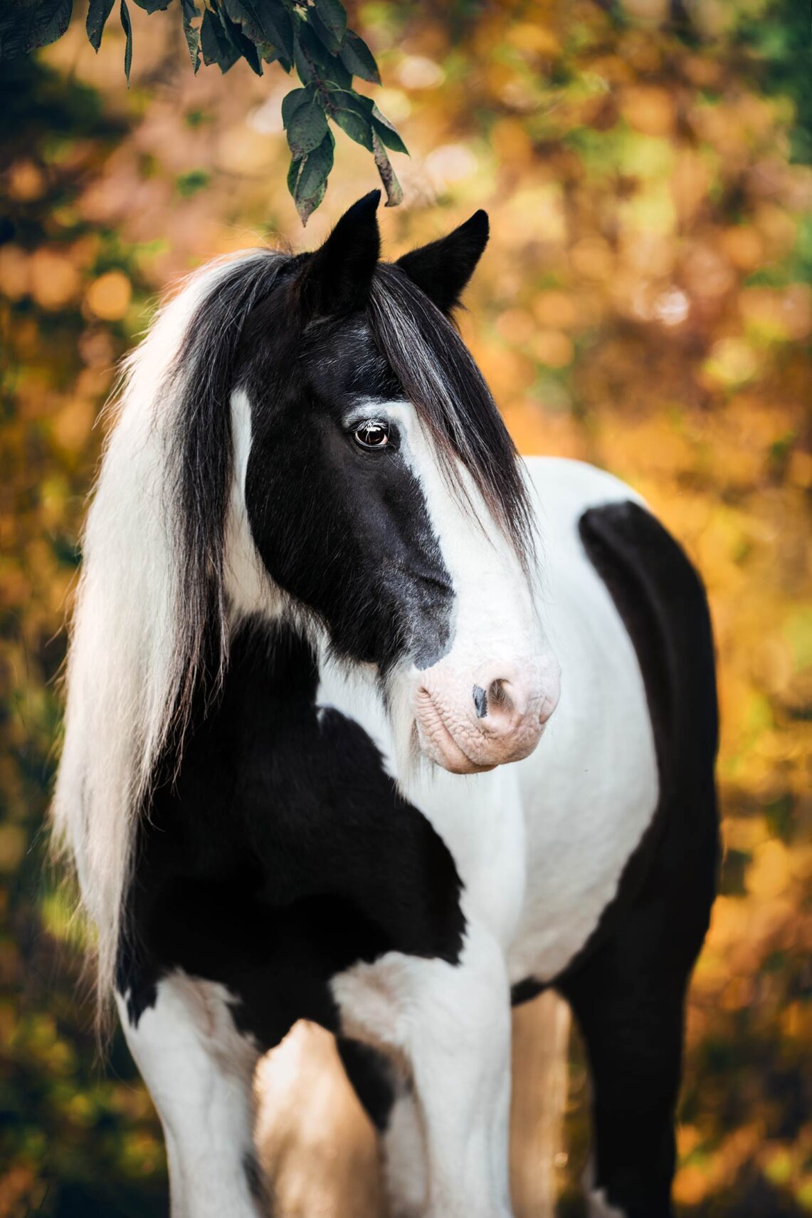 Ein schwarz-weißes Pferd mit langem, weißem Fell blickt zur Seite, während bunte Herbstblätter im Hintergrund zu sehen sind.