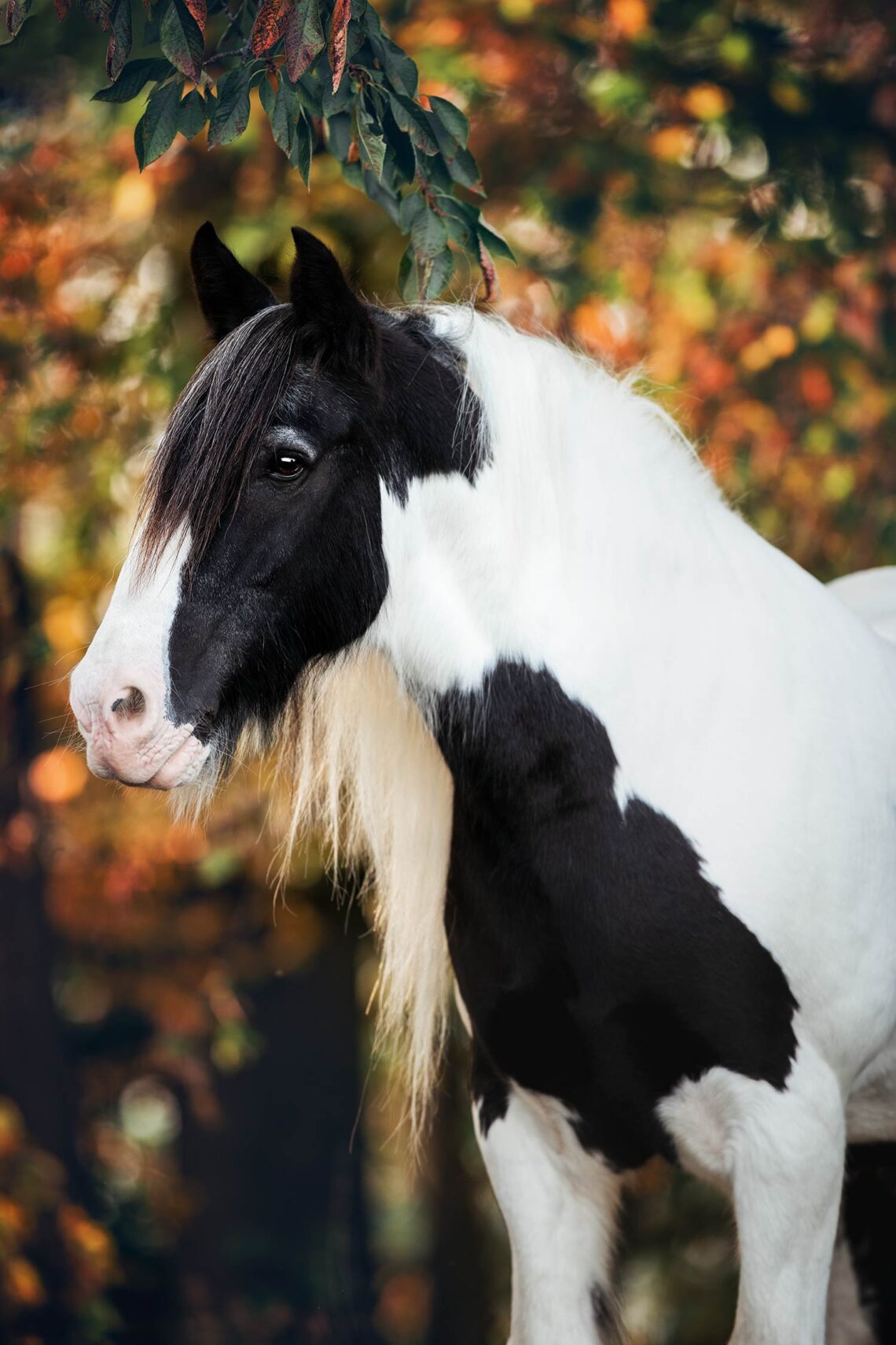 Ein schwarz-weißes Pferd mit langem, weißem Fell steht vor einem Hintergrund aus bunten Herbstblättern.