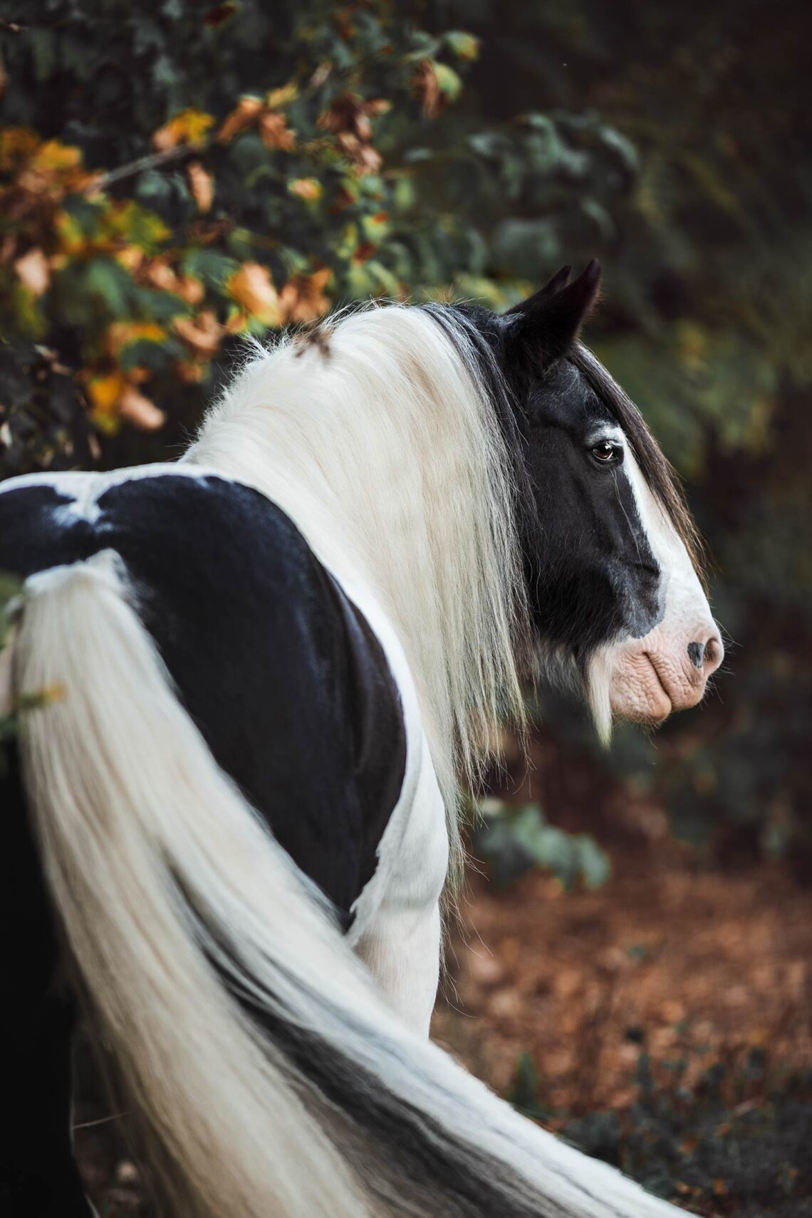 Ein schwarz-weißes Pferd mit langem, weißem Fell schaut zur Seite vor einem Hintergrund aus grünen Blättern.