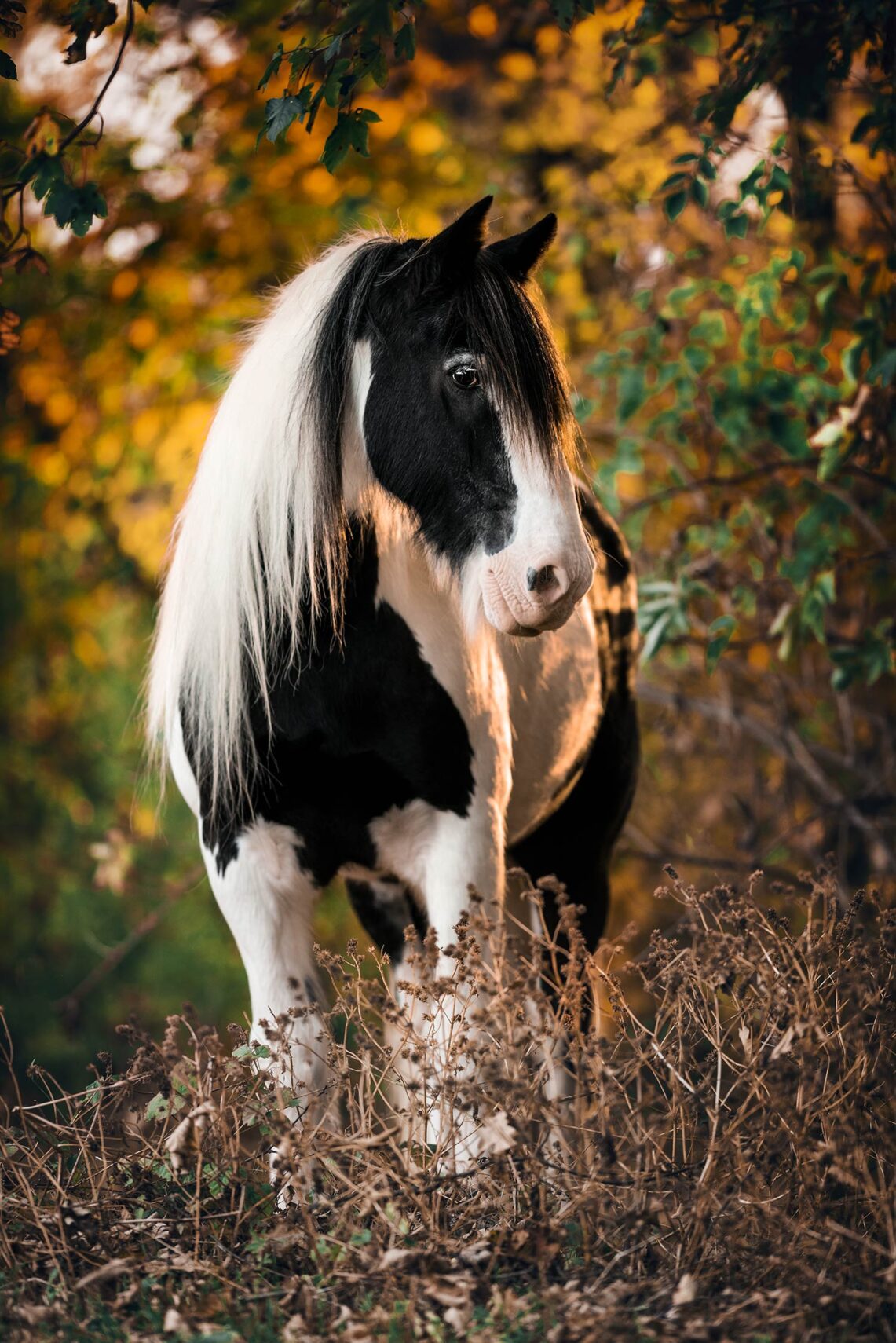 Ein schwarz-weißes Pferd mit langem, weißem Fell steht vor einem Hintergrund aus bunten Herbstblättern und schaut zur Seite.