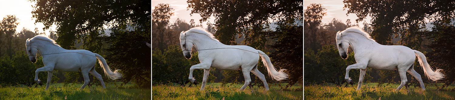 Ein weißes Pferd mit einem Halfter läuft durch eine grüne Wiese vor einem Waldhintergrund in drei verschiedenen Lichtverhältnissen.
