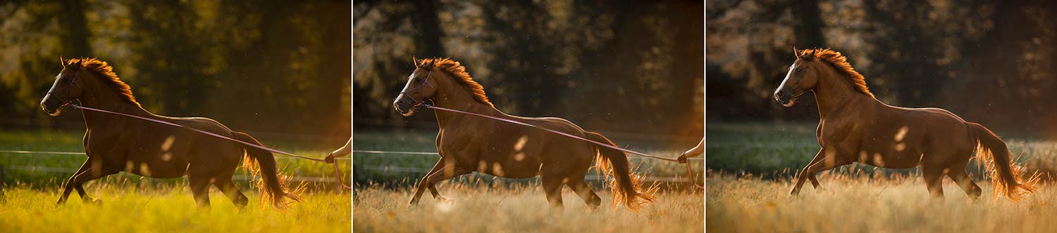 Ein braunes Pferd mit einem Halfter läuft durch eine Wiese vor einem Waldhintergrund in drei verschiedenen Lichtverhältnissen.