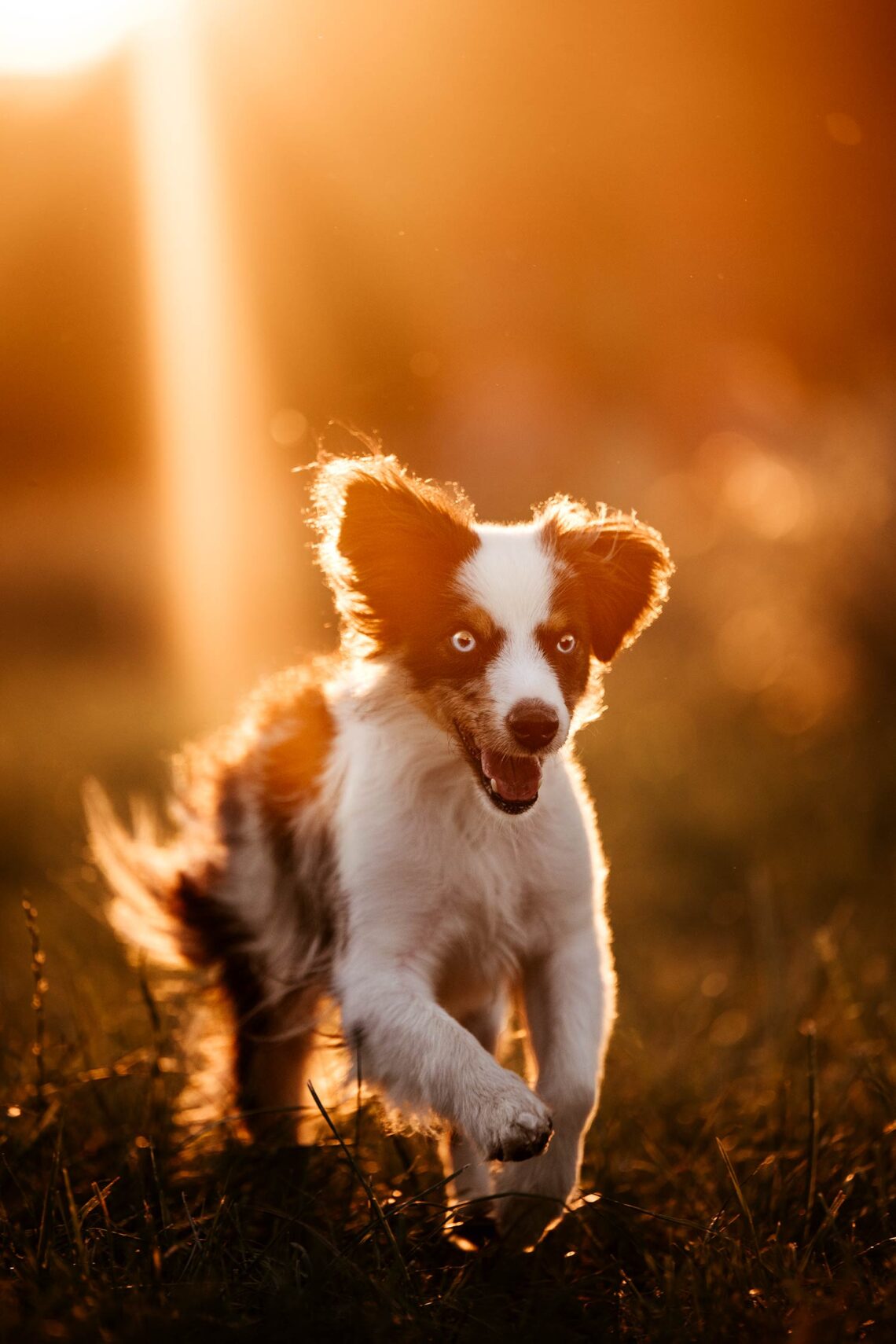 Hundeshooting-im-Sommer_10