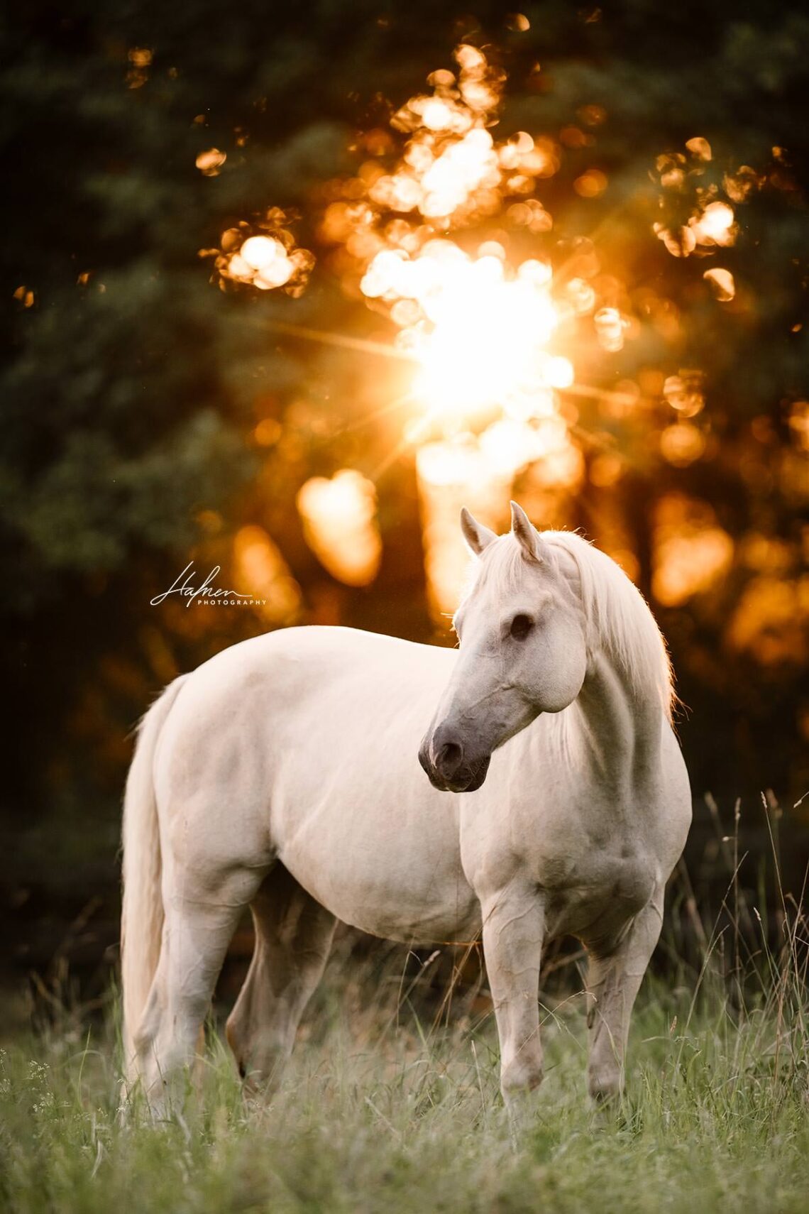 Pferdeshooting-im-Sommer_10