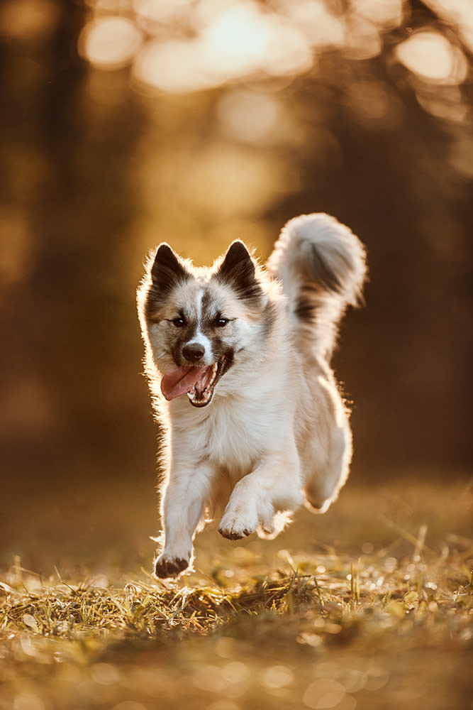 Kleiner Hund mit langem Fell springt im Gegenlicht über die Wiese und streckt die Zunge heraus