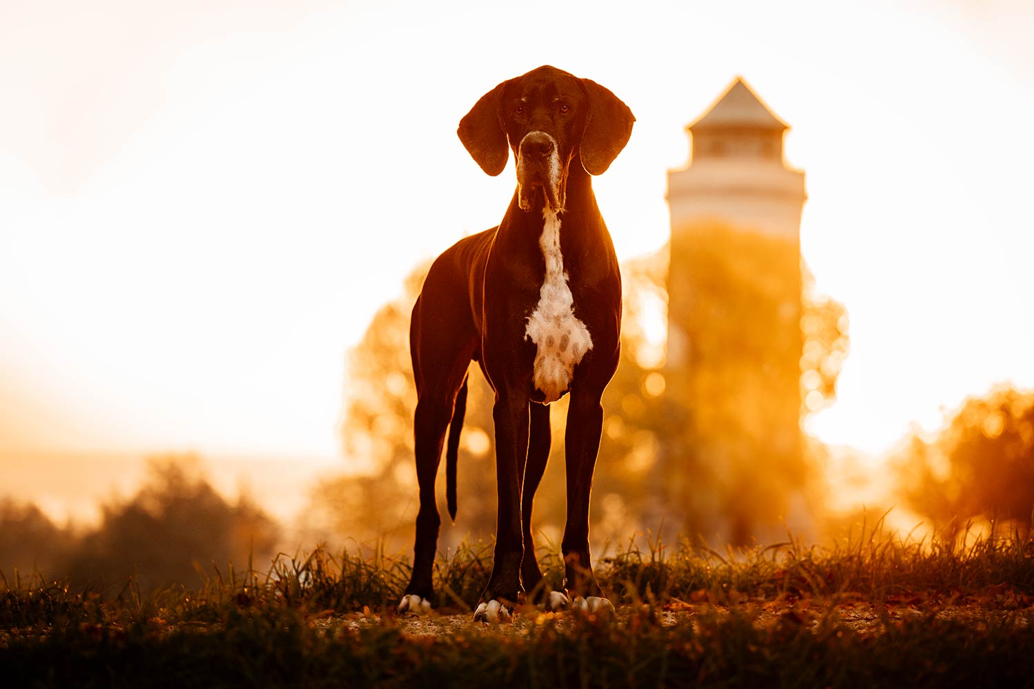 Eine schwarze Dogge steht im Gegenlicht der Sonne, wodurch seine Silhouette gegen einen leuchtend orange gefärbten Himmel hervorsticht.