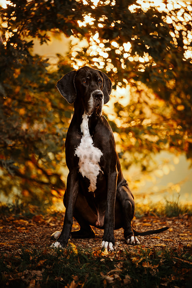 Ein stattlicher schwarzer Hund mit weißer Brust sitzt vor einem herbstlichen Laubhintergrund.
