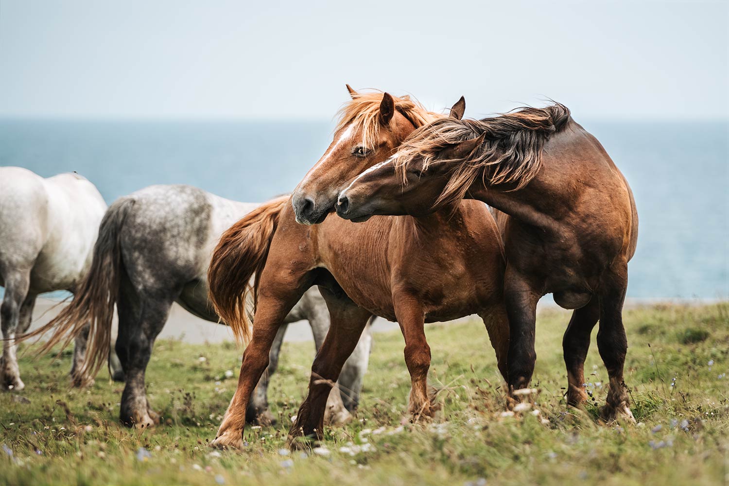 Zwei Kandachime-Pferde stehen Kopf an Kopf auf einer Wiese, mit wehenden Mähnen und dem Meer im Hintergrund.
