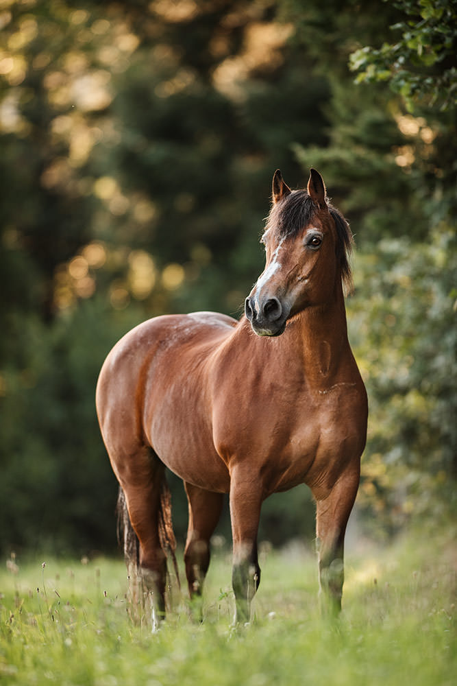Pferdefotografie eines braunes Freiberger Pferdes das vor grünen Blätter auf der Wiese steht