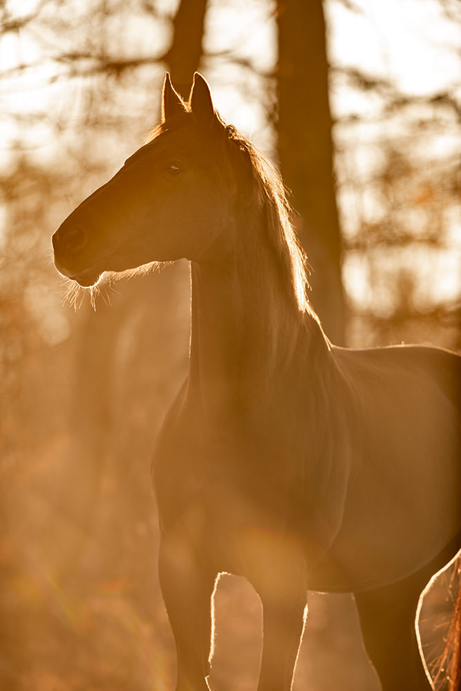 Fuchs Stute steht im goldenen Licht im Wald