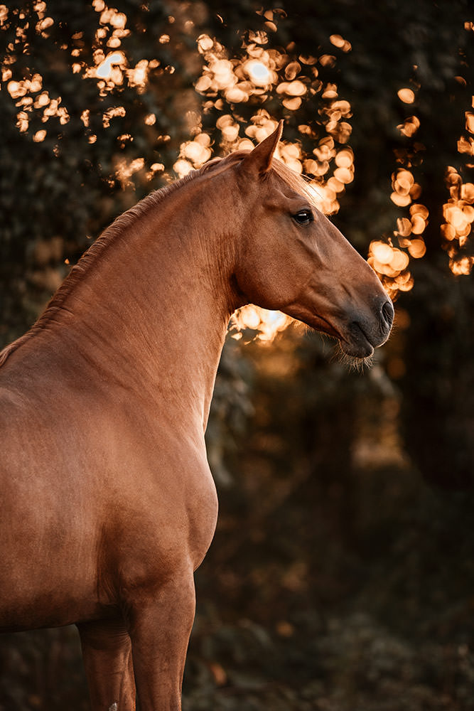 Lusitano Fuchs Wallach im Profil vor Waldhintergrund