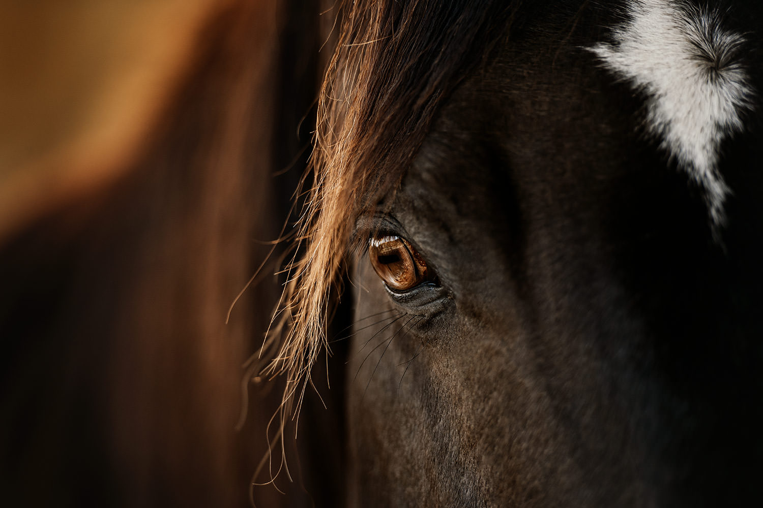 Pferdefotografie eines Auges von einem dunklen Pferdes