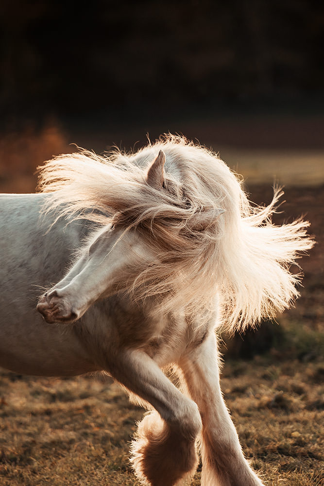 Pferdefotografie einer Tinker-Stute die ihren Kopf im Gegenlicht schüttelt und ihre Haare fliegen lässt