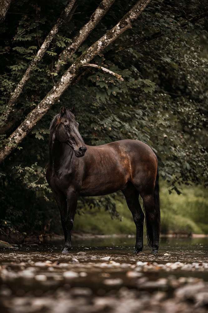 Dunkelbrauner Wallach der in einem Fluss im Wald steht