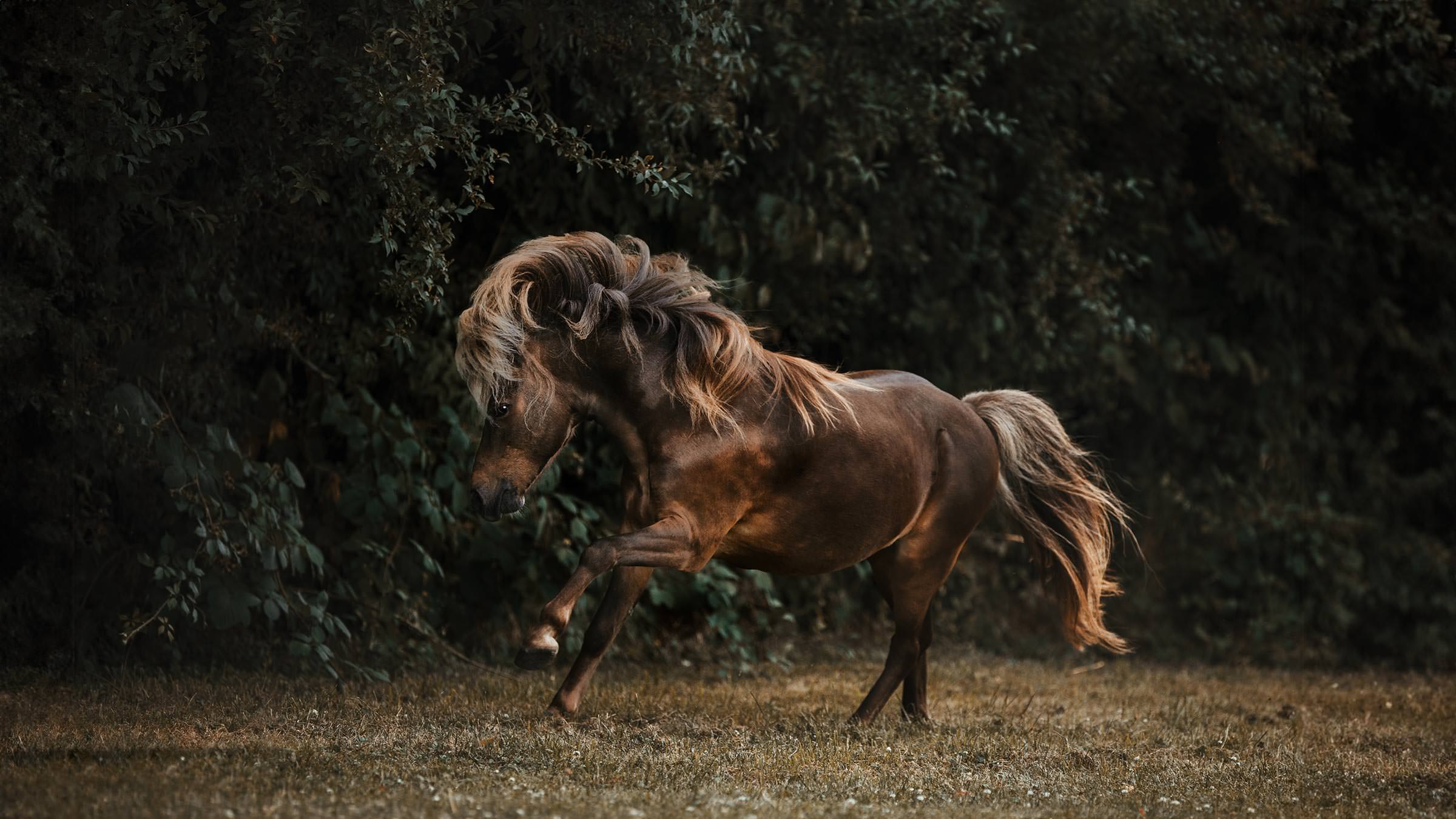 Ein kleines braunes Pony galoppiert lebhaft mit fliegenden Mähnen vor einem dunklen, unscharfen Hintergrund aus Bäumen und Büschen.