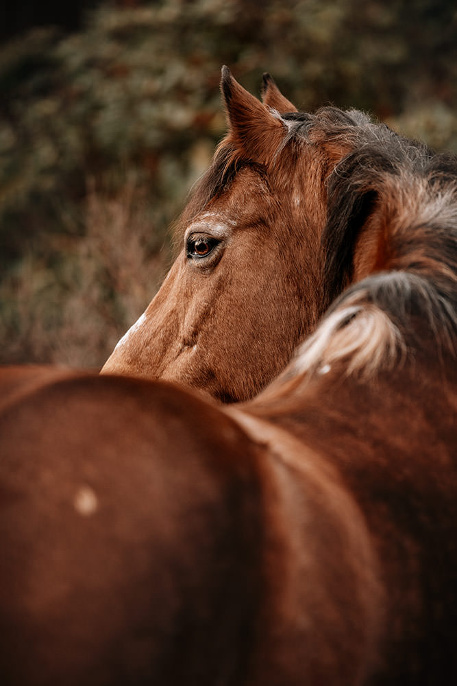 Ein braunes Pferd blickt über seine Schulter, im Hintergrund verschwommene grüne Büsche.