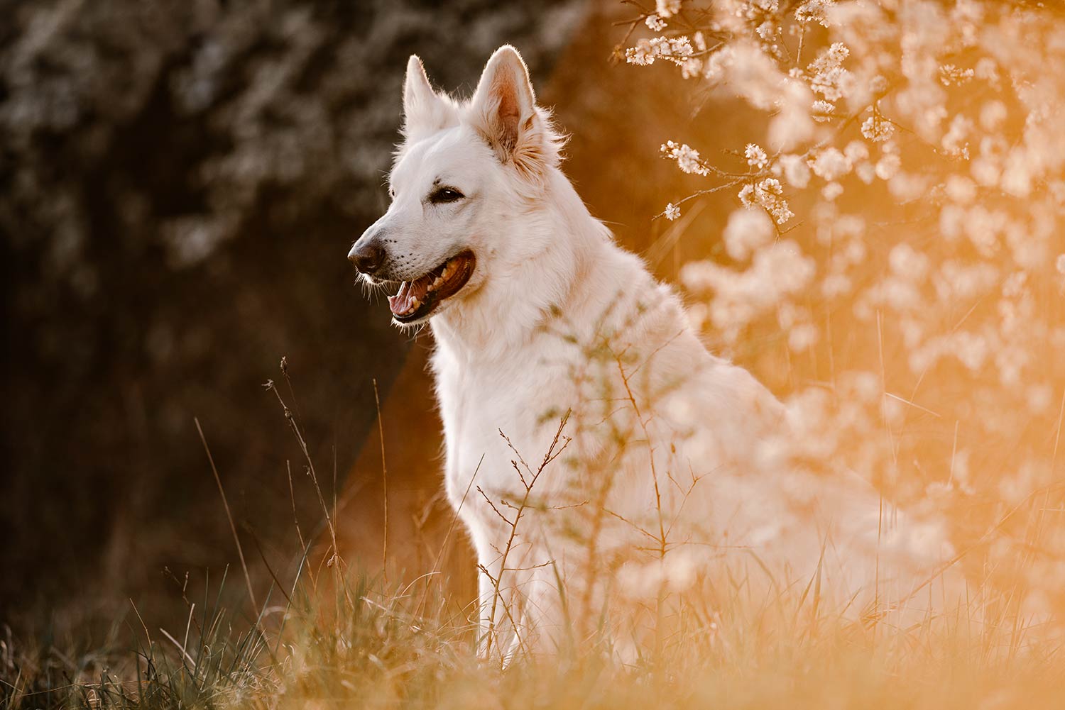 Hundefotografie von weissen Schäferhund. Sitzt auf der Wiese hinter weissen Blüten