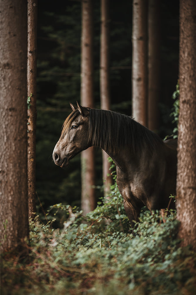 Brauner Lusitano Wallach steht im Wald zwischen Bäumen - Pferdefotografie Schweiz