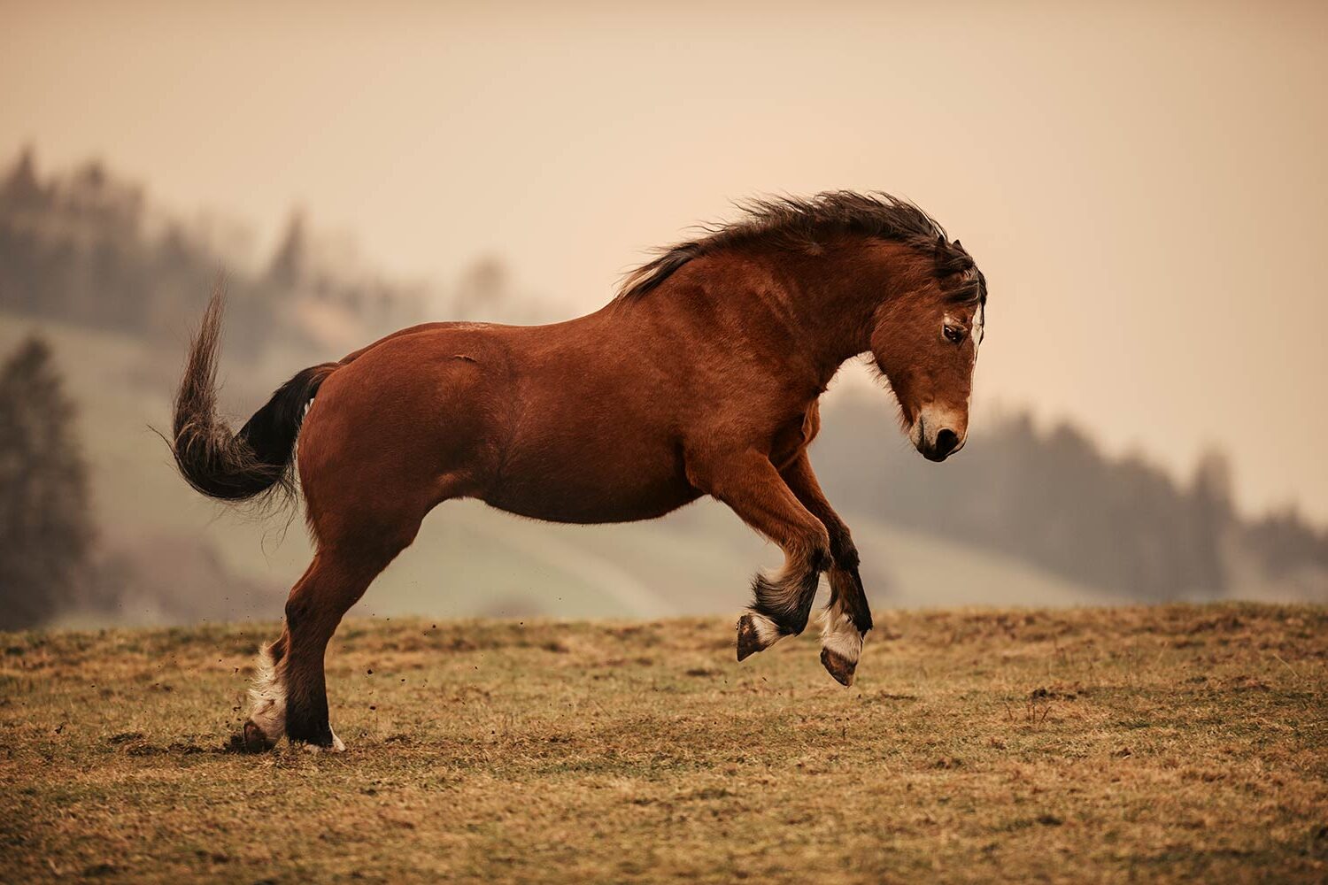 Ein braunes Pferd im Galopp über eine Wiese mit verschwommenen Bäumen im Hintergrund.