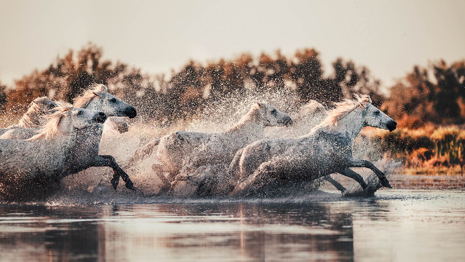 Eine Herde weisser Camargue-Pferde galoppiert durch flaches Wasser, Spritzer aufwerfend, die im Abendlicht glitzern.