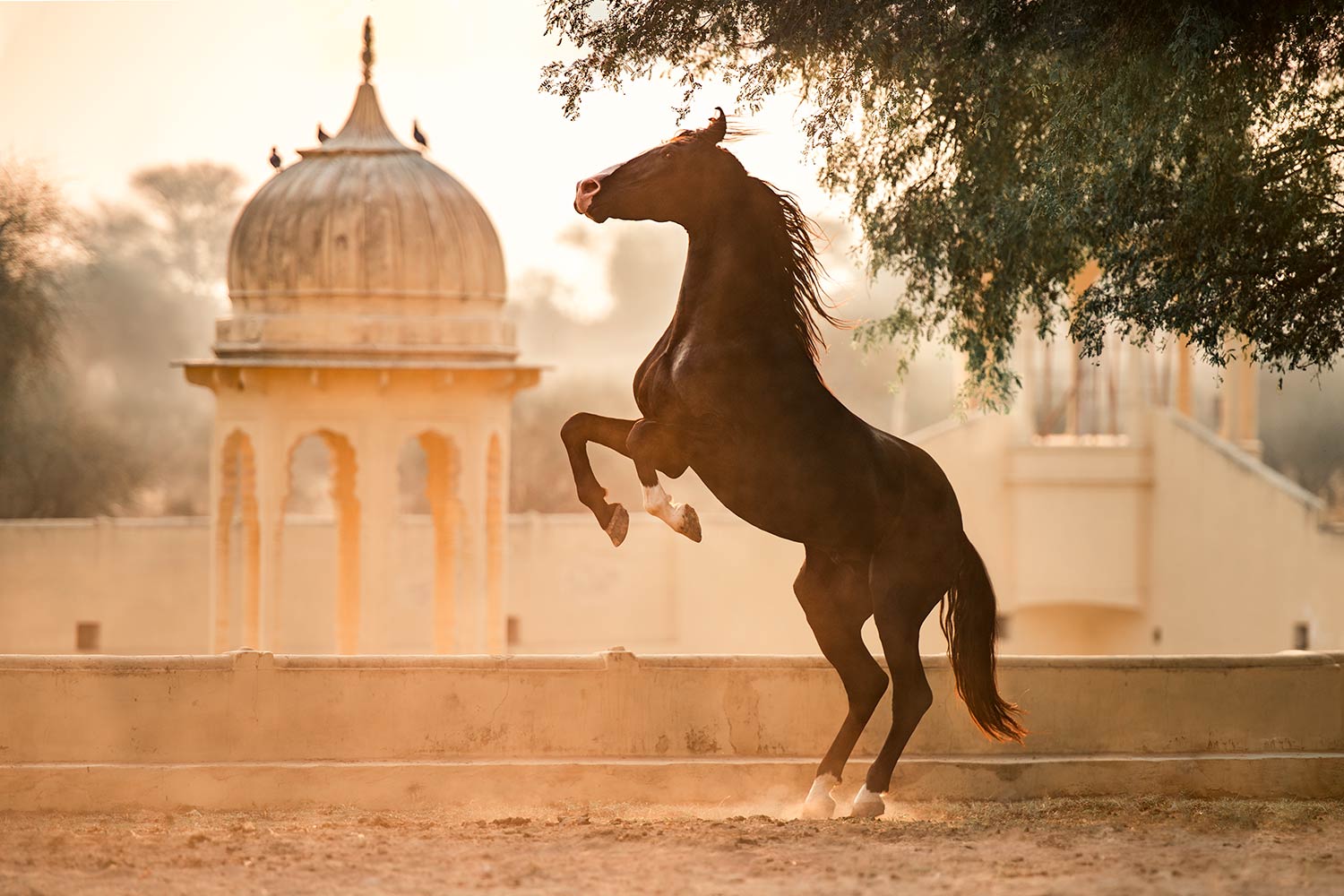 Ein Marwari-Pferd im Sprung, mit einer staubigen Arena und einem historischen Gebäude im Hintergrund.