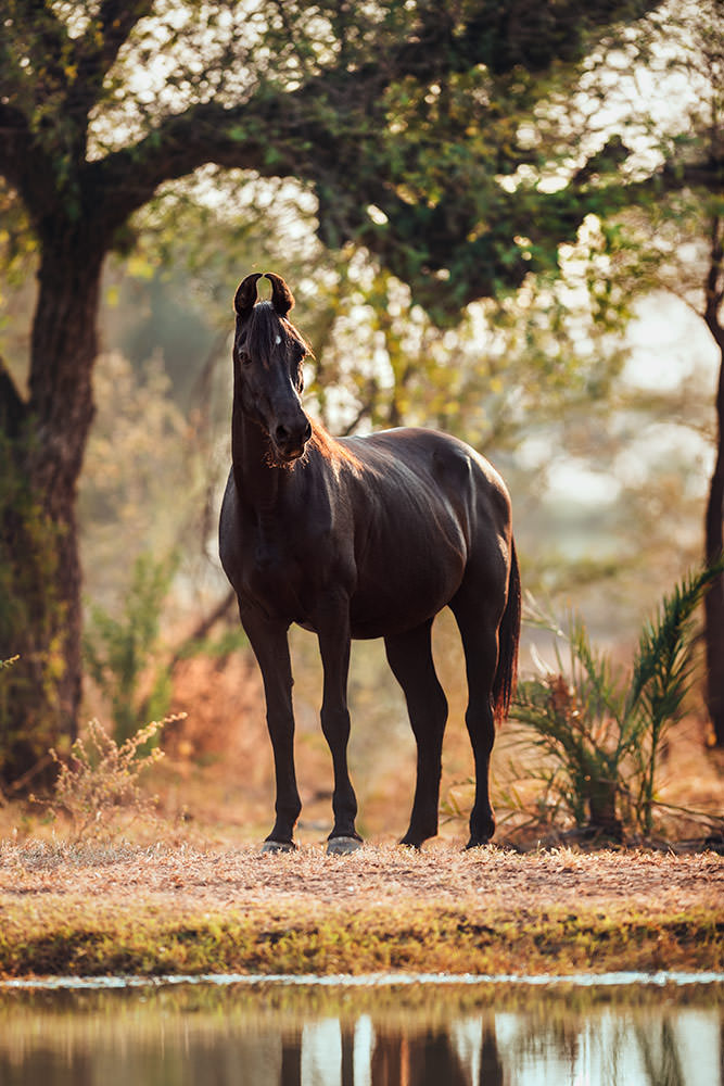 Ein Marwari-Pferd in eleganter Pose neben einem Wasserspiegel mit Bäumen im Hintergrund im sanften Gegenlicht.