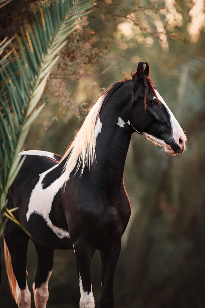 Ein stehendes Marwari-Pferd mit schwarz-weisser Fellzeichnung vor einem Hintergrund aus dichtem Grün.