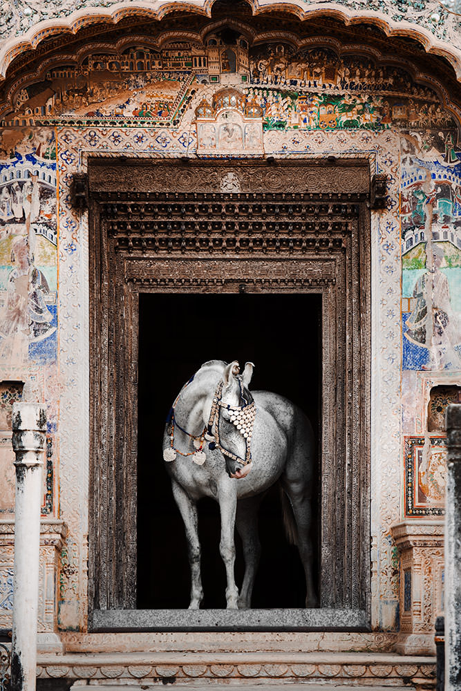 Ein Marwari-Pferd mit traditionellem Schmuck steht im Eingang eines verzierten indischen Tempels.