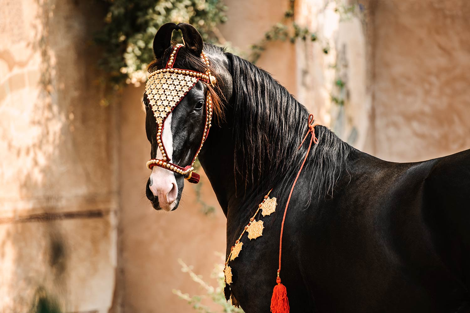 Ein geschmücktes schwarzes Marwari-Pferd, mit kunstvoller Kopfbedeckung, steht stolz vor einer altertümlichen Wand mit Fresken. [A29