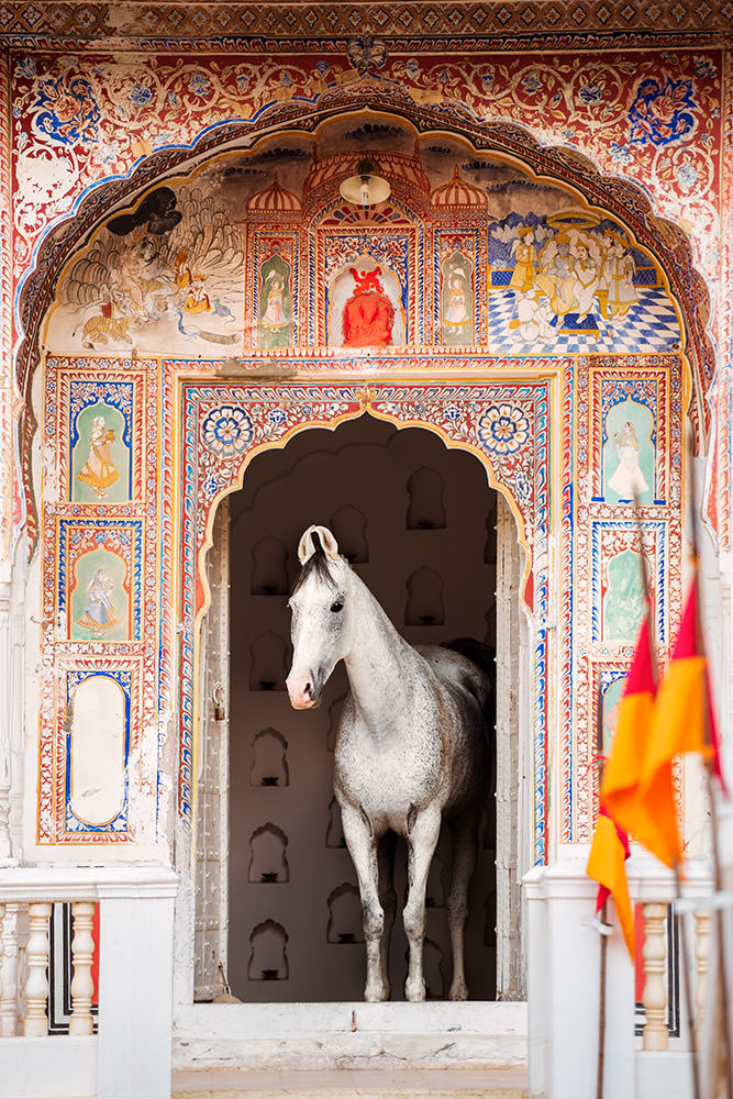 Ein weisses Marwari-Pferd steht im Eingang eines traditionell verzierten indischen Tempels, umgeben von farbenprächtigen Wandmalereien.