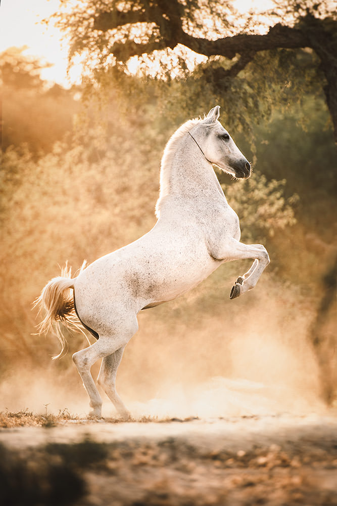 Ein weißes Marwari-Pferd steigt auf seinen Hinterbeinen, im goldenen Licht der untergehenden Sonne, umgeben von einer Staubwolke.