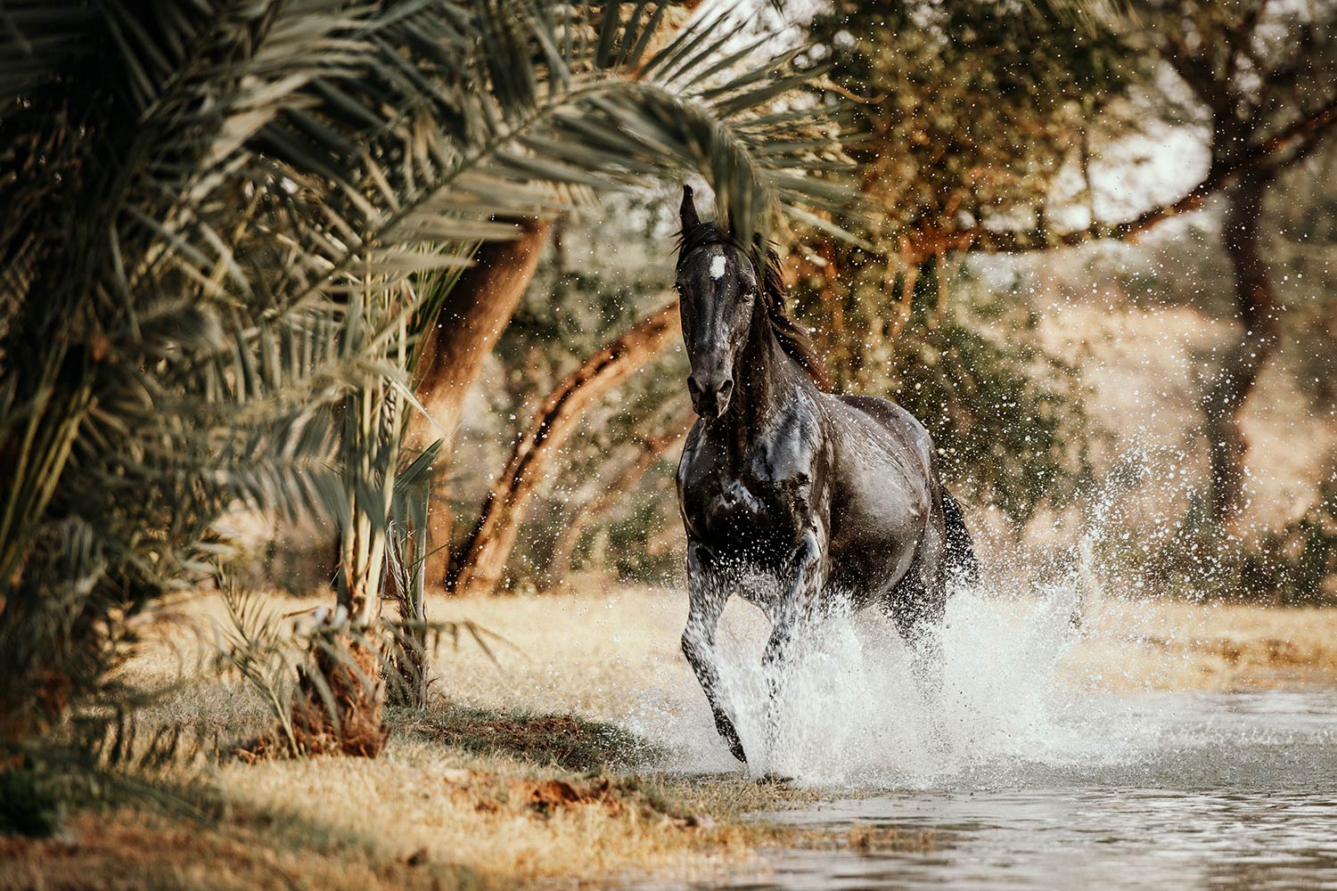 Ein schwarzes Marwari-Pferd wendet sich im Wasserstehen um, die Wasserspritzer zeichnen einen Kontrast zu seinem glänzenden Fell.