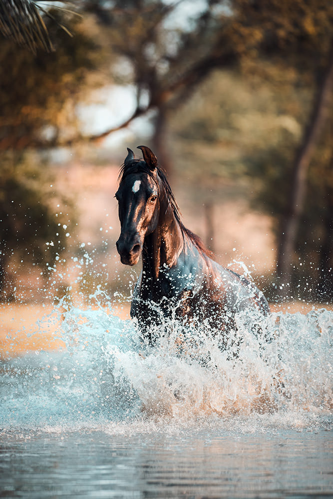 Ein schwarzes Marwari-Pferd galoppiert kraftvoll durch Wasser, wobei die aufspritzenden Tropfen im Licht glitzern.