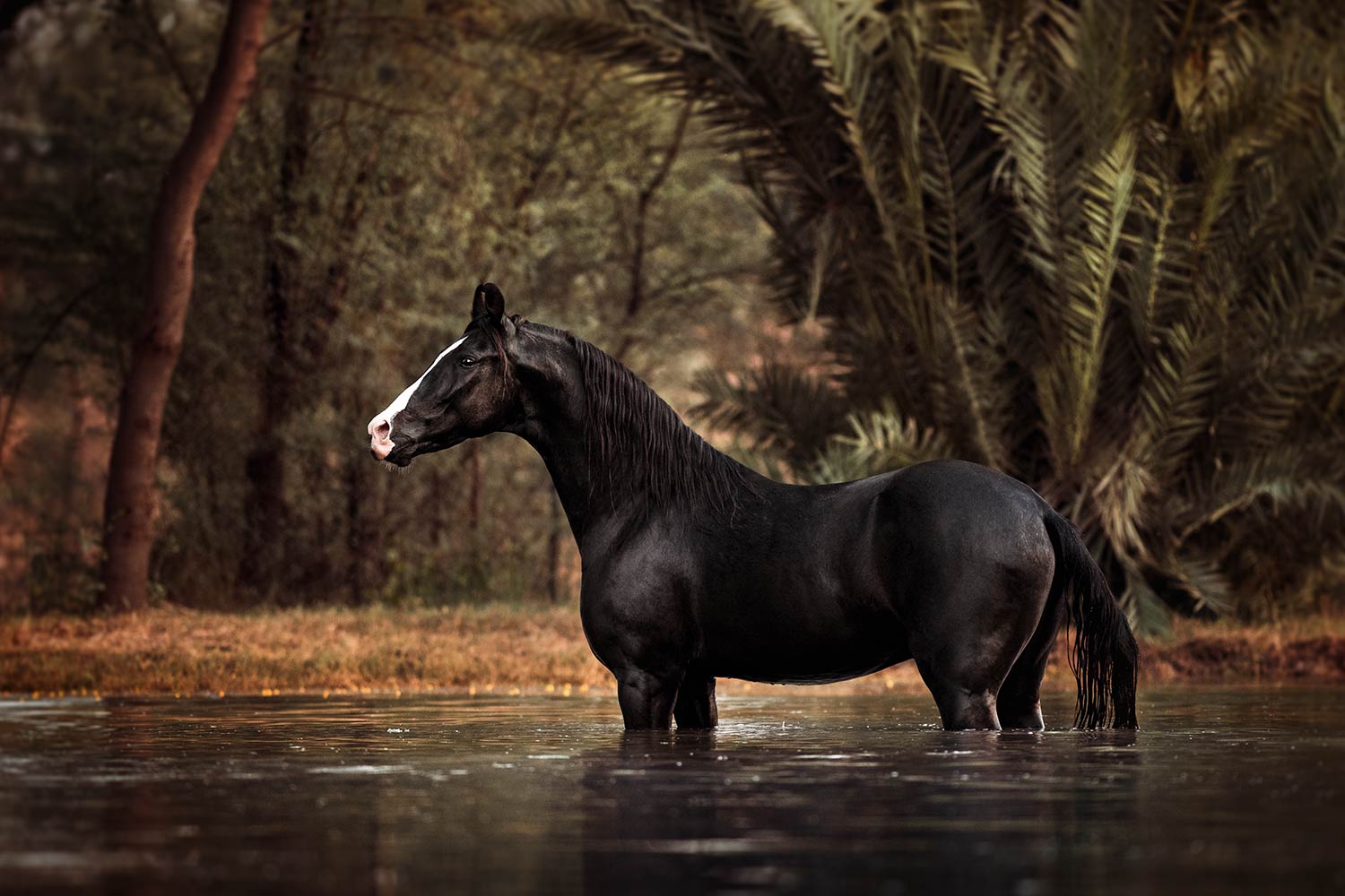 In ruhiger Pose steht ein schwarzes Marwari-Pferd in einem flachen Gewässer, eingebettet in eine Szenerie mit Palmen und sanftem Tageslicht.