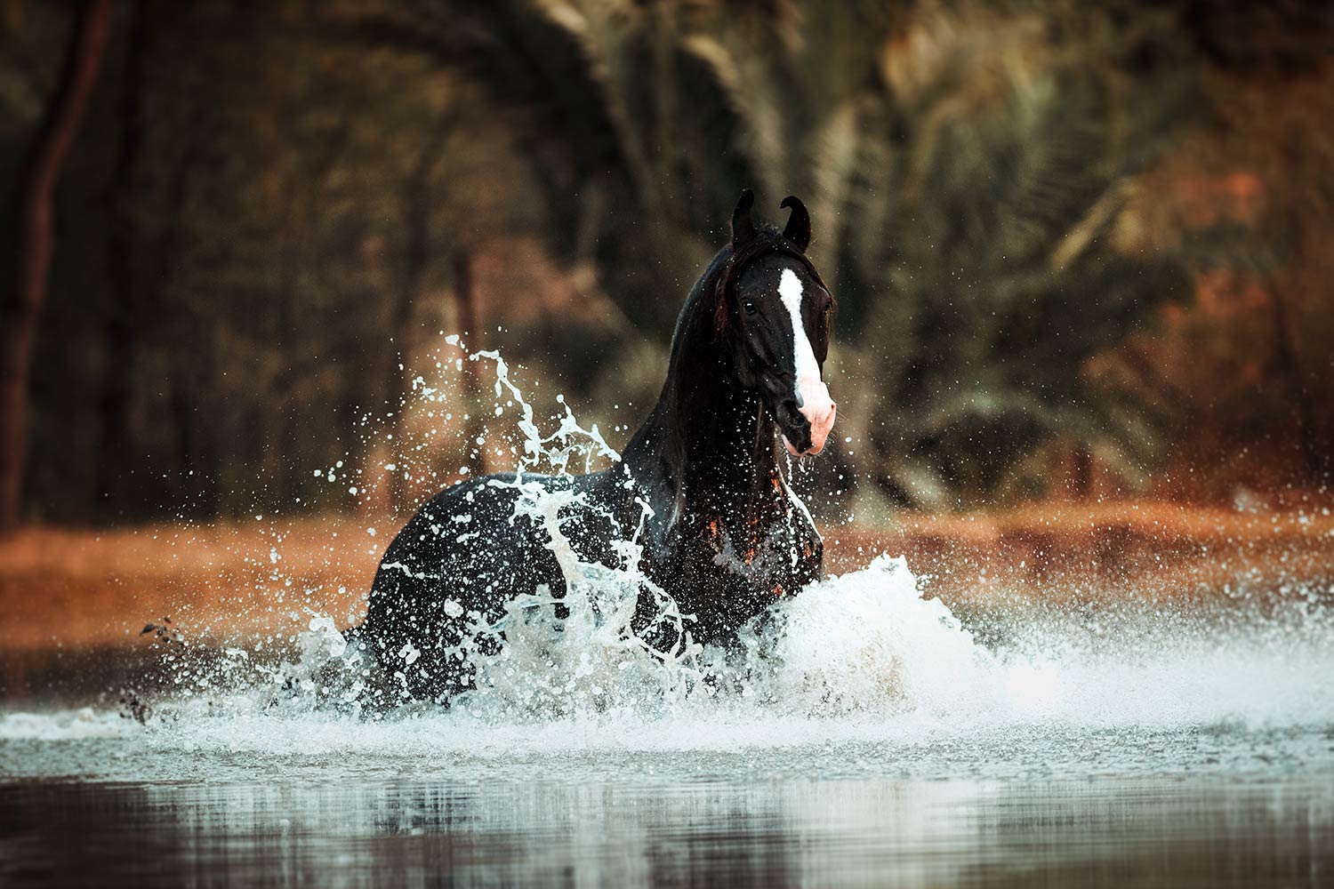Ein schwarzes Marwari-Pferd durchquert spielerisch ein Gewässer, wobei es erfrischende Spritzer in die Luft schleudert.